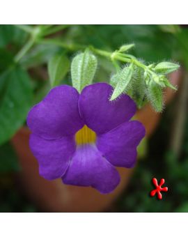 Thunbergia erecta 'King's Mantle'