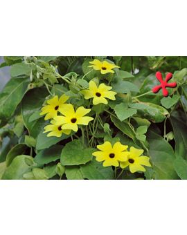 Thunbergia 'Sunlady'