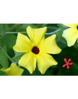 Thunbergia 'Sunlady'