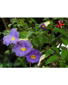 Thunbergia erecta 'King's Mantle'