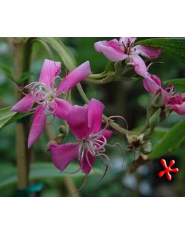 Tibouchina Granulosa 'Rosea' 