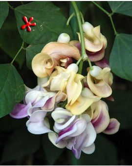 Vigna caracalla 'Corkscrew vine'
