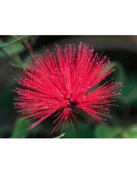 Calliandra emarginata 'Red Powderpuff'