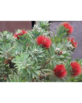 Callistemon 'Little John' 'Dwarf Bottlebrush'
