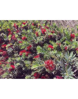 Callistemon 'Little John' 'Dwarf Bottlebrush'