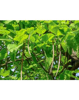 Catalpa bignonioides 