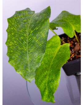Patterned Leaves Goeppertia Calathea musaica