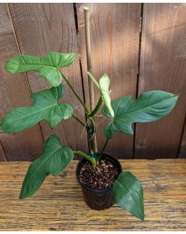 Philodendron bipennifolium