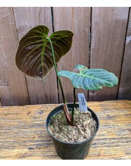 Philodendron Luxurians Choco Red