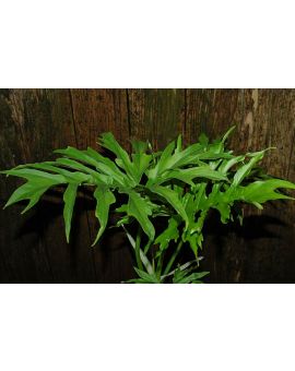 Philodendron warscewiczii