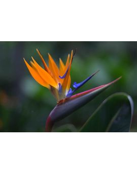 Strelitzia reginae 'Orange Bird of Paradise'