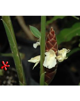 Zingiber cassumunar