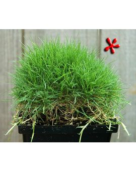 Zoysia 'Korean grass'
